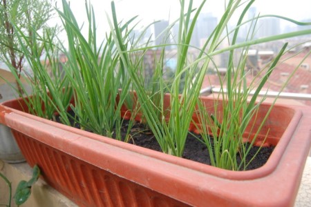 为什么家中不可以种韭菜