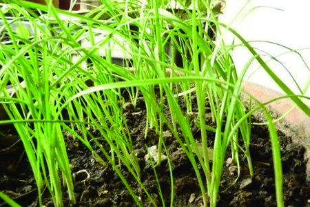 为什么家中不可以种韭菜