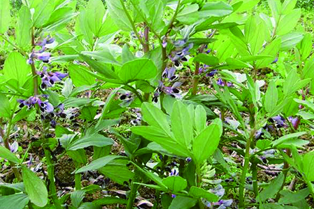 蚕豆什么时候种