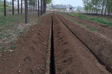 蚕豆什么时候种