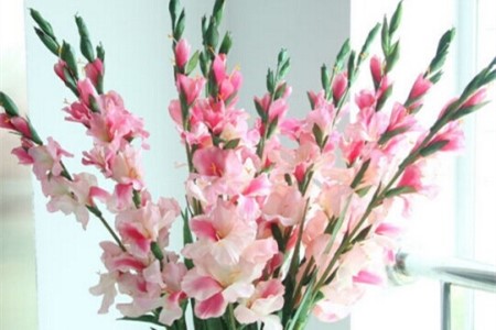 剑兰什么时候开花