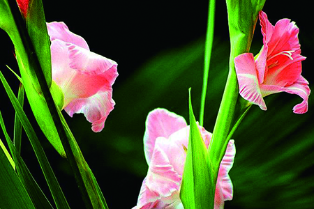 剑兰什么时候开花