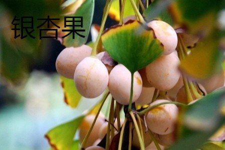 银杏果是开心果吗