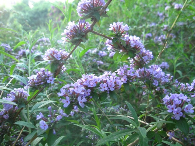 丁香花是啥颜色的