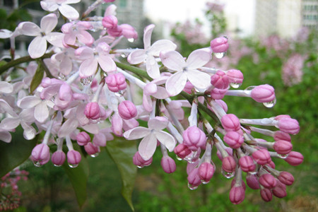 丁香花是啥颜色的