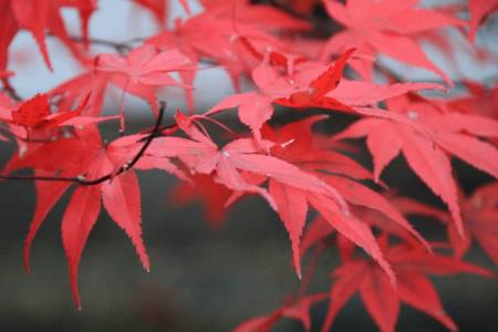 枫叶的形状、花语和传说