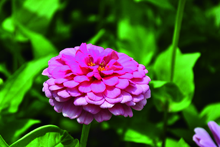 百日菊花语