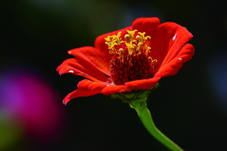 百日菊花语
