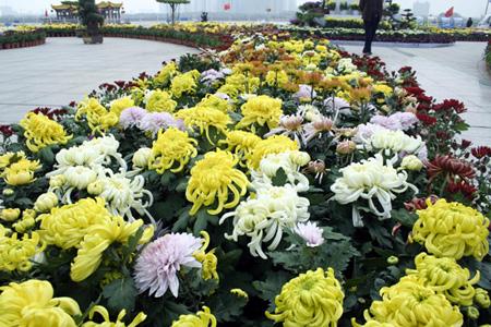 菊花分类