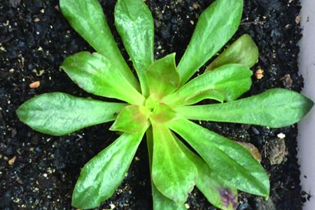 露薇花怎么种植殖