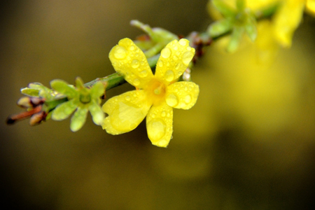 什么季节开什么花