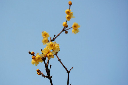 什么季节开什么花
