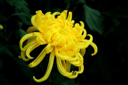 菊花在什么季节开花