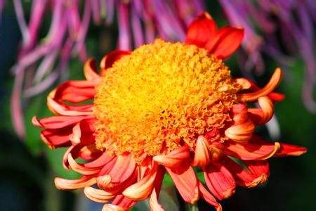 菊花在什么季节开花