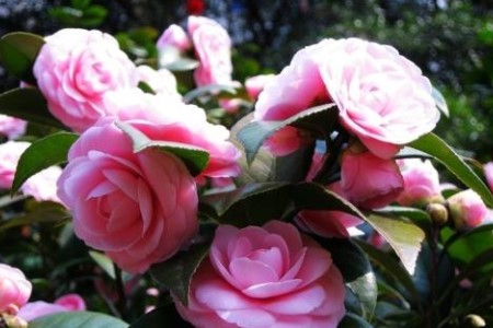 山茶花几月开