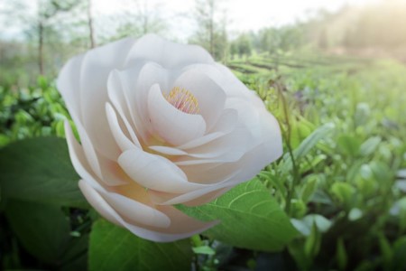 山茶花几月开