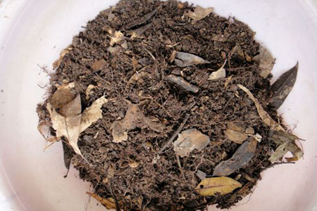 倒挂金钟花怎么种植