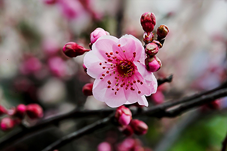 冬季开什么花（附养护办法）