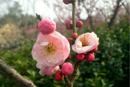 梅花品种及介绍