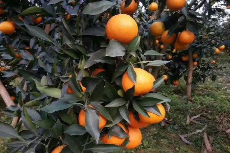 爱媛是橘子還是橙子,种植有什么需要求?