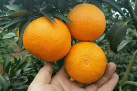 爱媛是橘子還是橙子,种植有什么需要求?