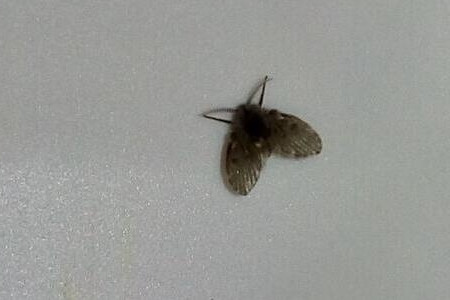 水果上的小飞虫哪来的