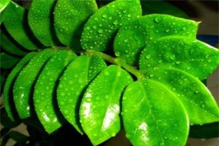 家里放什么植物最旺财