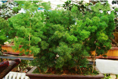 家里放什么植物最旺财