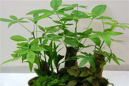 家里放什么植物最旺财