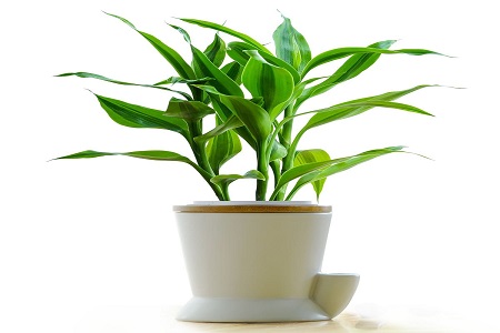 家里放什么植物最旺财