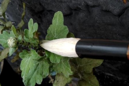 菊花上生出小黑虫解决办法