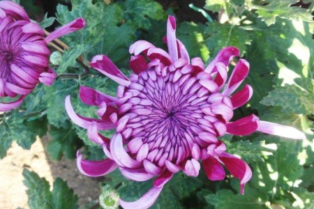 紫色菊花代表啥意思，适合送什么人？