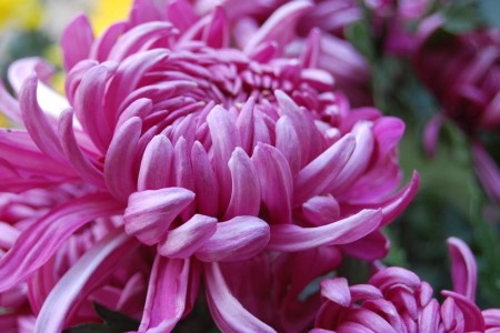 紫色菊花代表啥意思，适合送什么人？