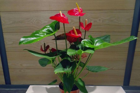 红掌适合在室内养吗