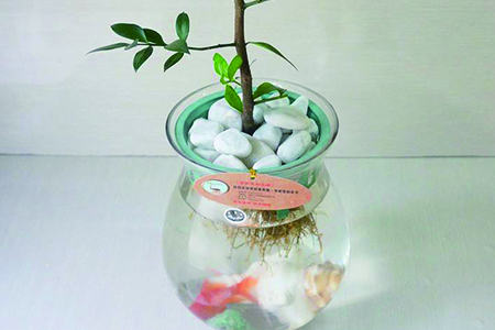平安树水培繁殖办法，泡水里能长根吗？
