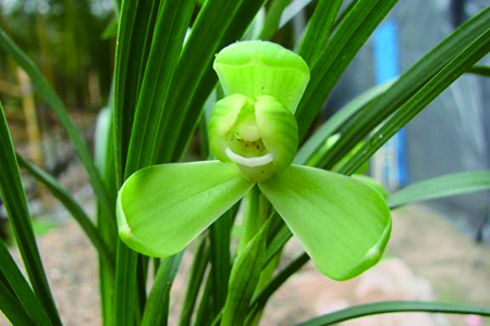 春兰花品种大全