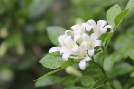 驱蚊虫的植物