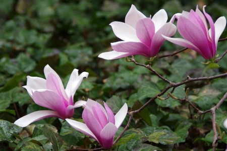 玉兰花什么时候开花