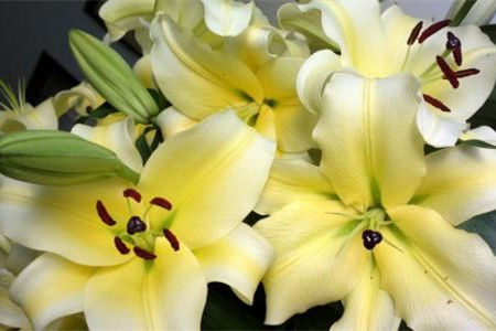 百合的花语是啥，代表啥意思？