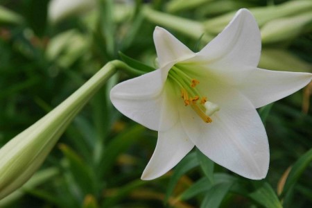 百合的花语是啥，代表啥意思？
