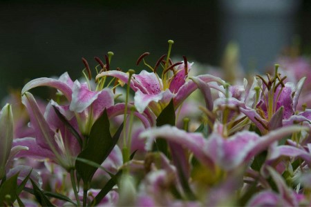 百合的花语是啥，代表啥意思？