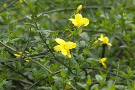 迎春花在什么季节开