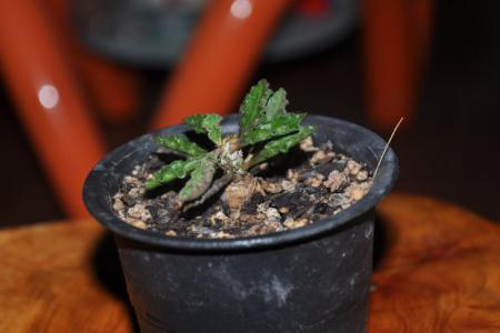 多肉植物名称