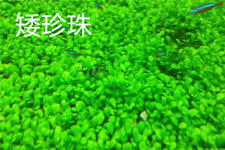 矮珍珠和爬地珍珠区别，怎么种植