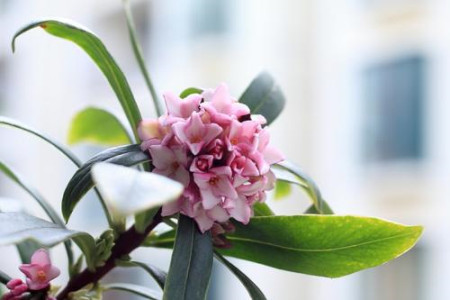 瑞香什么时候开花，花期后怎么养护