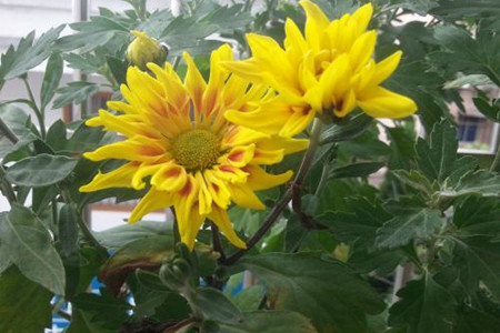 家里可不能养菊花