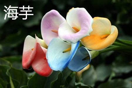 海芋和滴水观音的区别