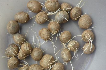 山药豆能种出山药吗