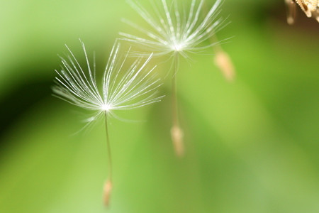 蒲公英生长流程