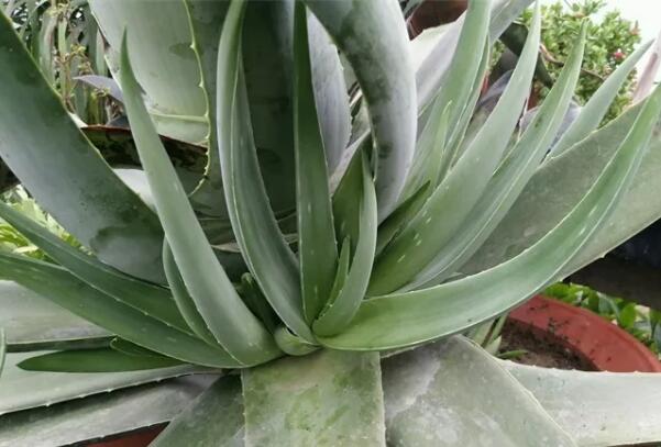 家里养这4种花，能赏能吃能治病，赚大啦！
